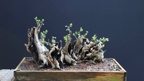 privet bonsai raft
